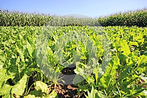 Tobacco Plants