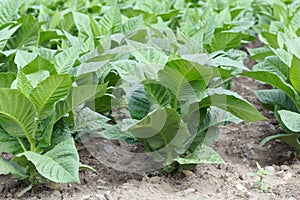 Tobacco plants in a field