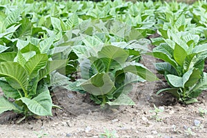 Tobacco plants in a field