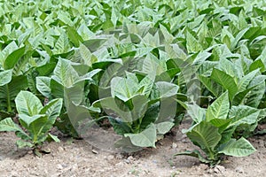 Tobacco plants in a field