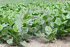 Tobacco plants in a field