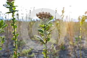 Tobacco plants in field, AdÄ±yaman, Turkey