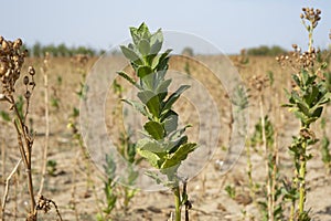 Tobacco plants in field, AdÄ±yaman, Turkey