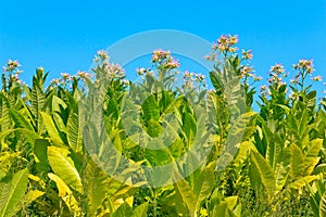 Tobacco plants with leaves, flowers and buds photo