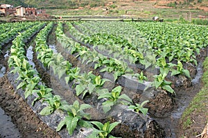 Tobacco Plants line upon line