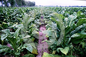 Tobacco plants with pink flowers in big Tobacco field. Cultivated tobacco plants. Virginia Tobacco leaves,