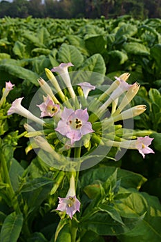 Tobacco's Flowers in Garden plant of thailand