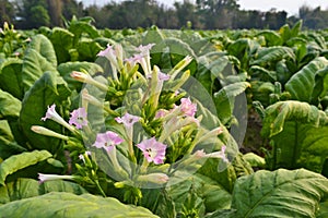 Tobacco's Flowers in Garden plant of thailand