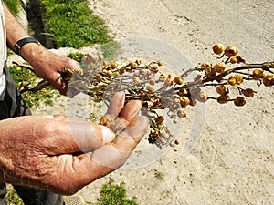 Tobacco seed in the hands of an old man, demonstration in hand photo