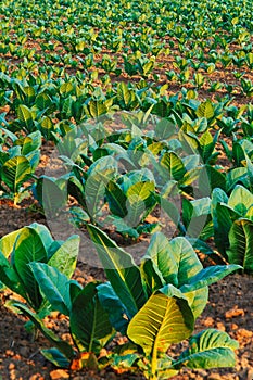 Tobacco seedlings growing in field outside of Lexington, Kentucky photo