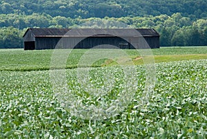 Tobacco Shed In a Field Of Crops