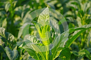 Tobacco Tree and Leaf photo