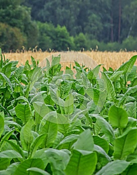 Tobaco plant