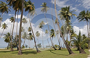 >Tobago palms photo