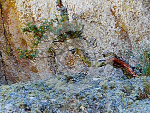 Detail of a natural tabaquillo bonsai photo