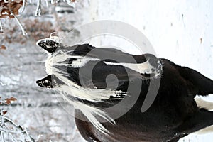 Tobiano pinto horse in winter