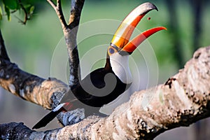 Toca Toucan devouring its meal photo