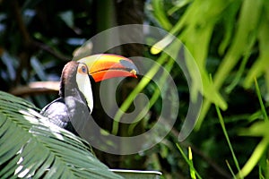A toca toucan perched on a branch with food in its beak photo
