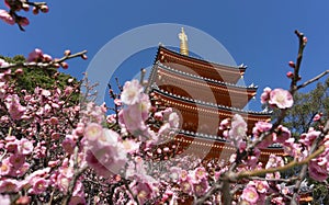 Tochoji Temple, Ume flowers blooming in Fukuoka, Japan