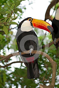 Toco toucan photo