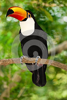 Toco toucan