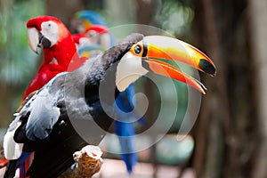 Toco Toucan photo