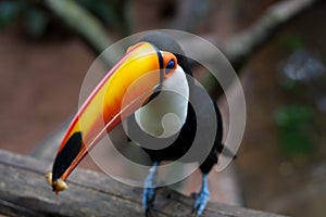 Toco Toucan