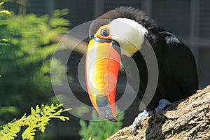 Toco toucan