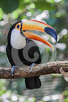 Toco Toucan