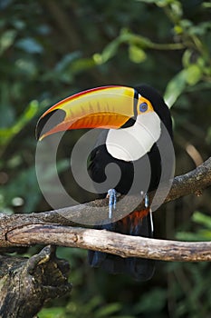 Toco Toucan