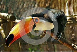 Toco toucan