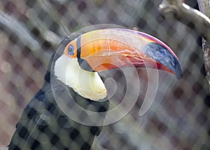 Toco Toucan