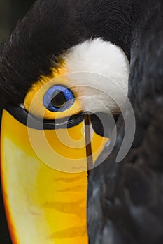 Toco toucan