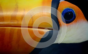 Toco toucan