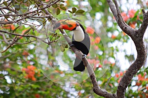 Toco Toucan