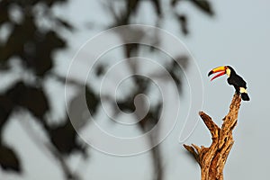 Toco Toucan, big bird with open orange bill, animal in the nature habitat, Pantanal, Brazil