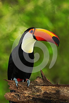 Toco Toucan, big bird with orange bill, in the nature habitat, Pantanal, Brazil