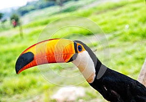 Toco toucan bird in boca de valeria, brazil. photo