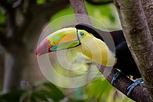 Toco Toucan Bird on branch in tree