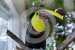 The Toco Toucan bird on a branch at zoo