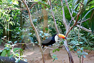 Toco Toucan Bird Perching on the Tree, Brazil, South America