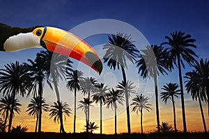 Toco toucan bird in tropical palm tree sunset sky photo