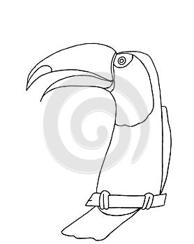 Toco Toucan