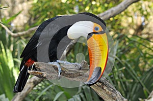 Toco toucan on branch photo