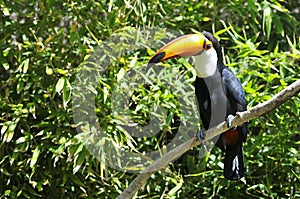 Toco toucan on branch