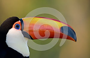 Toco toucan close up.