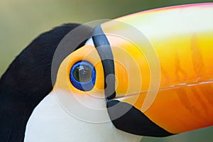 Toco Toucan close-up