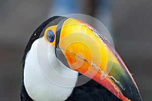 The toco toucan close up Ramphastos toco, also known as the common toucan or giant toucan, is the largest and probably the best