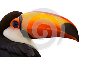 Toco Toucan Closeup isolated on white