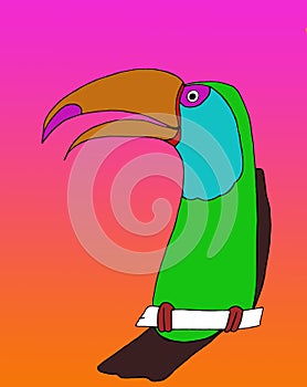 Toco Toucan